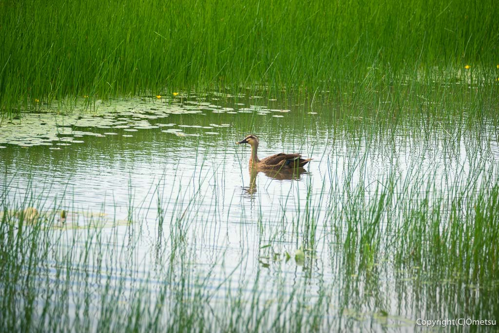 羽村市・根がらみ前水田の、池