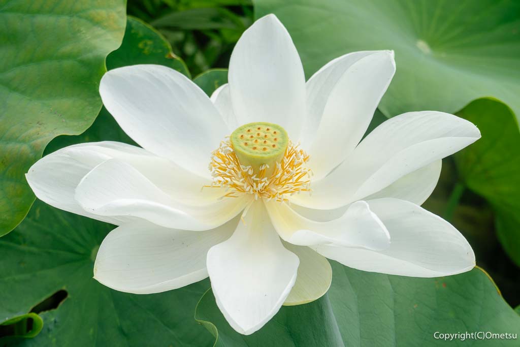 羽村市・根がらみ前水田の、白蓮