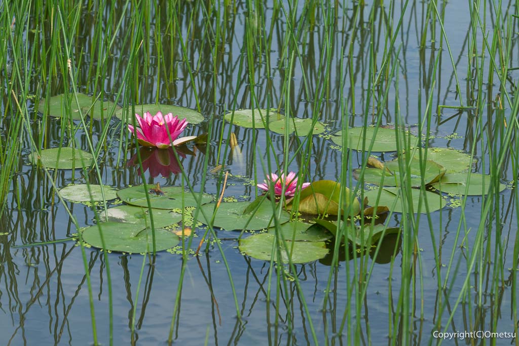 羽村市・根がらみ前水田の、蓮