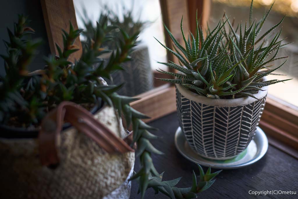 あきる野市・戸倉のカフェ・POUNDのサボテン