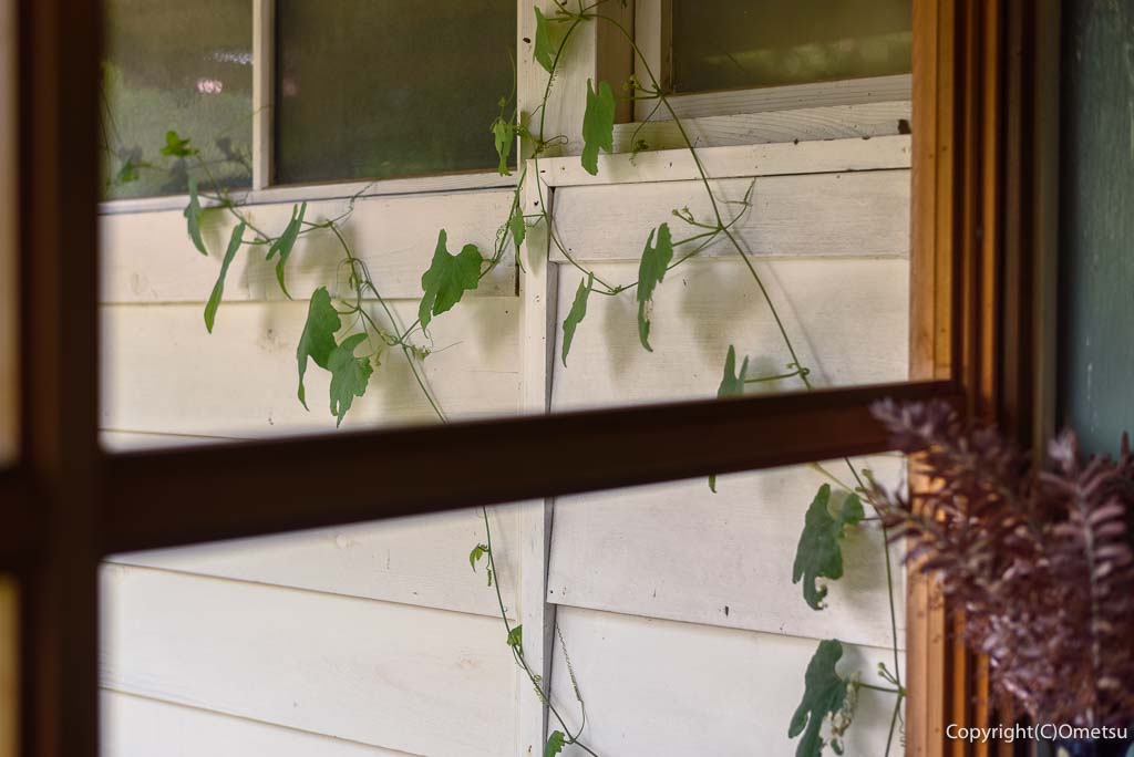 あきる野市・戸倉のカフェ・POUNDの蔦
