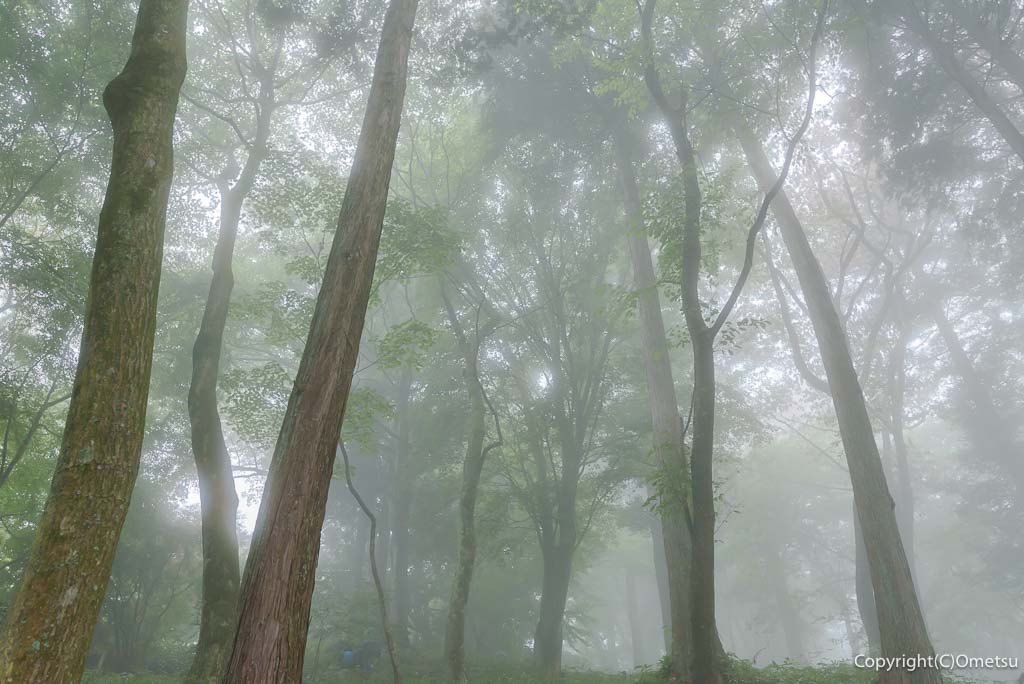 青梅・御岳山の、霧の森