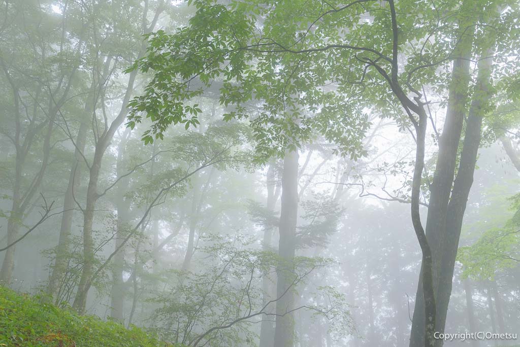 青梅・御岳山の、霧の森