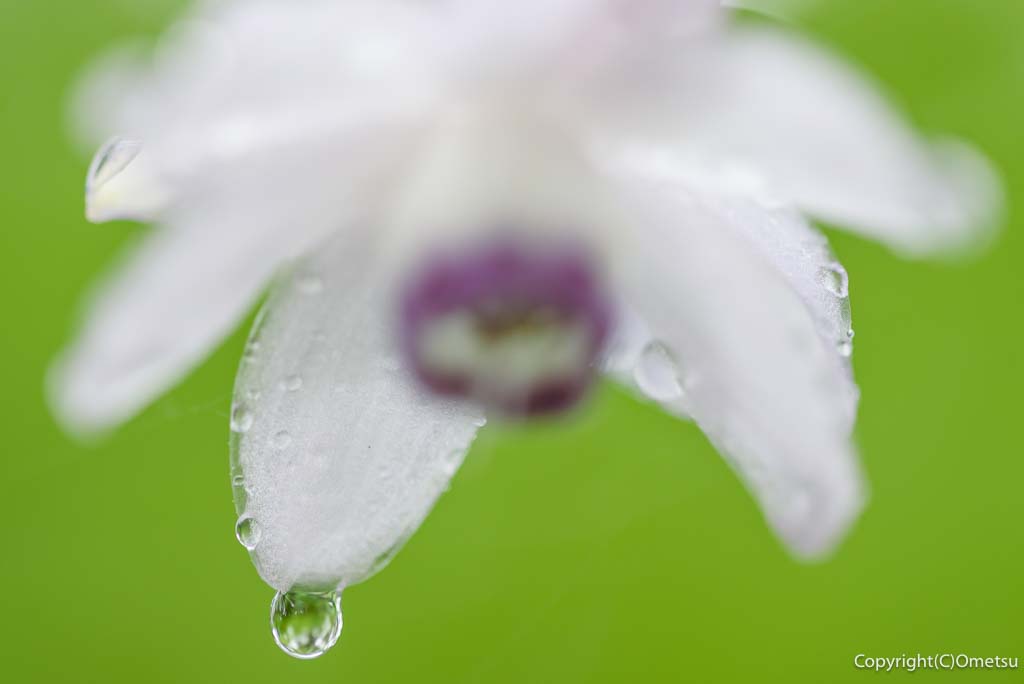 青梅・御岳山の、レンゲショウマと、雨の雫