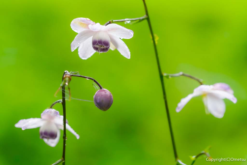 青梅・御岳山の、レンゲショウマ