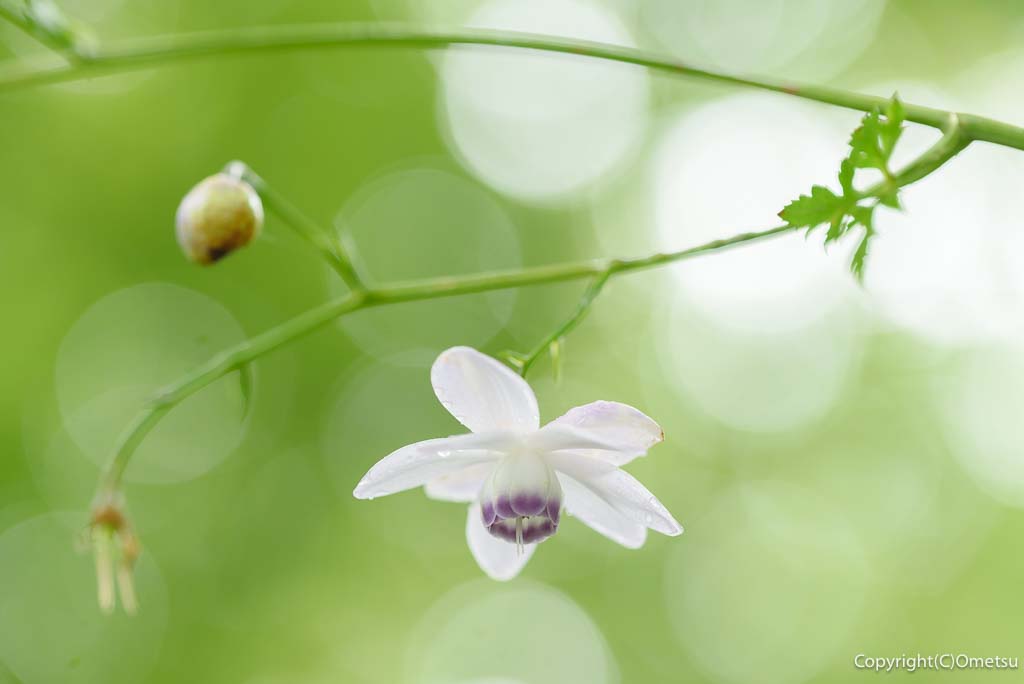 青梅・御岳山の、レンゲショウマ