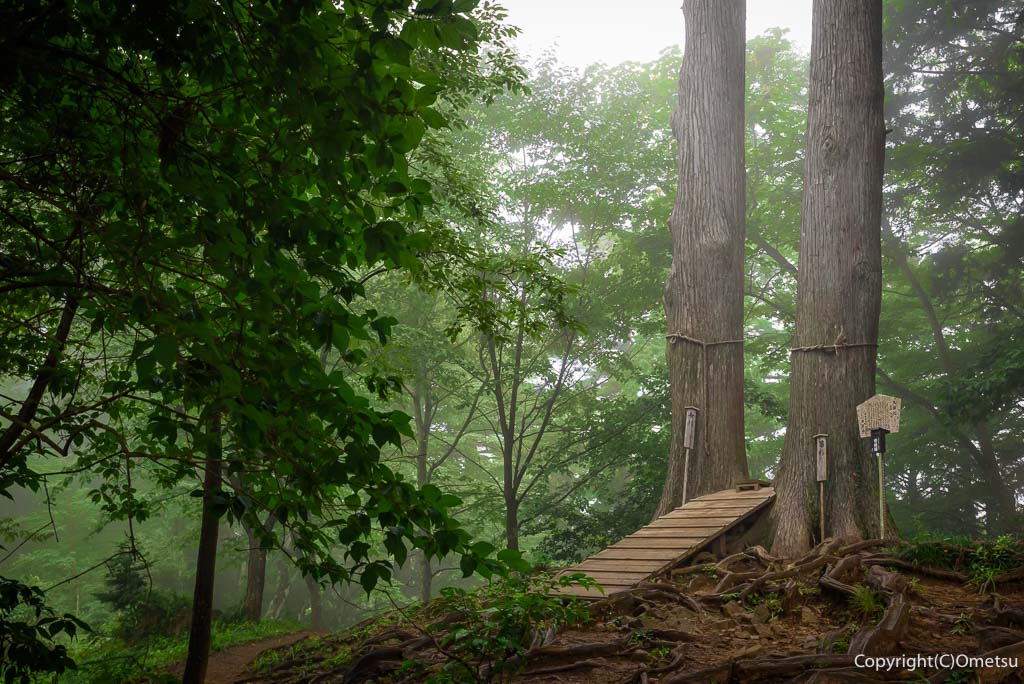 青梅・御岳山・安産社の、夫婦杉
