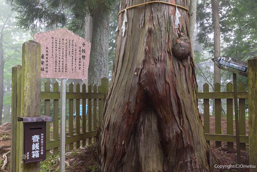 青梅・御岳山・安産社の、子授檜