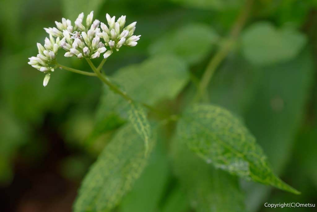 青梅・御岳山の、ヒヨドリバナ