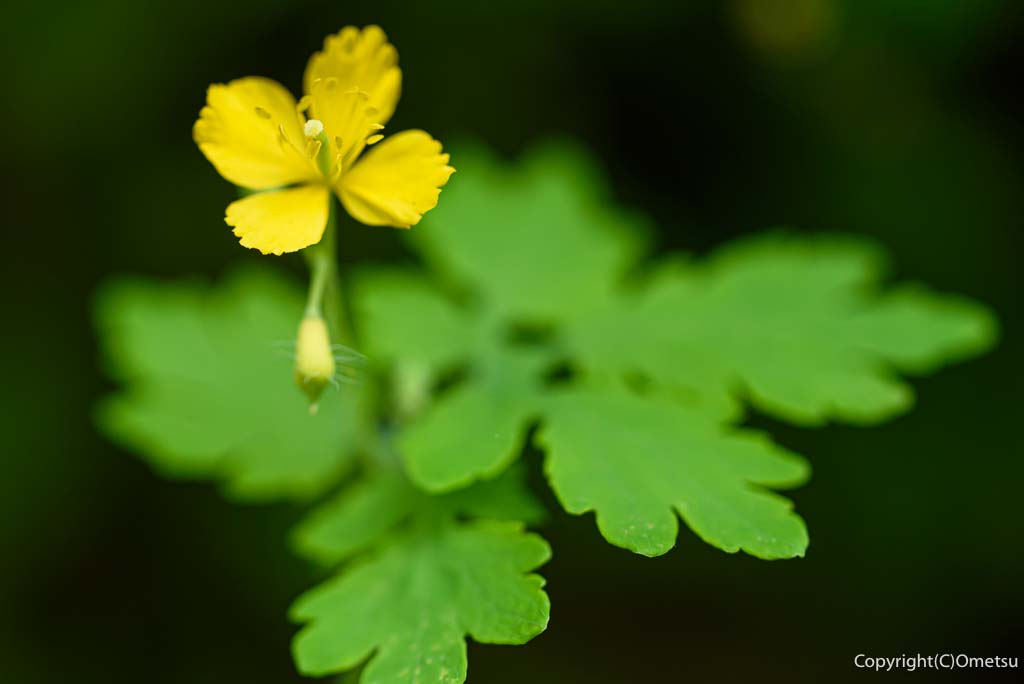 青梅・御岳山の、クサノオウ