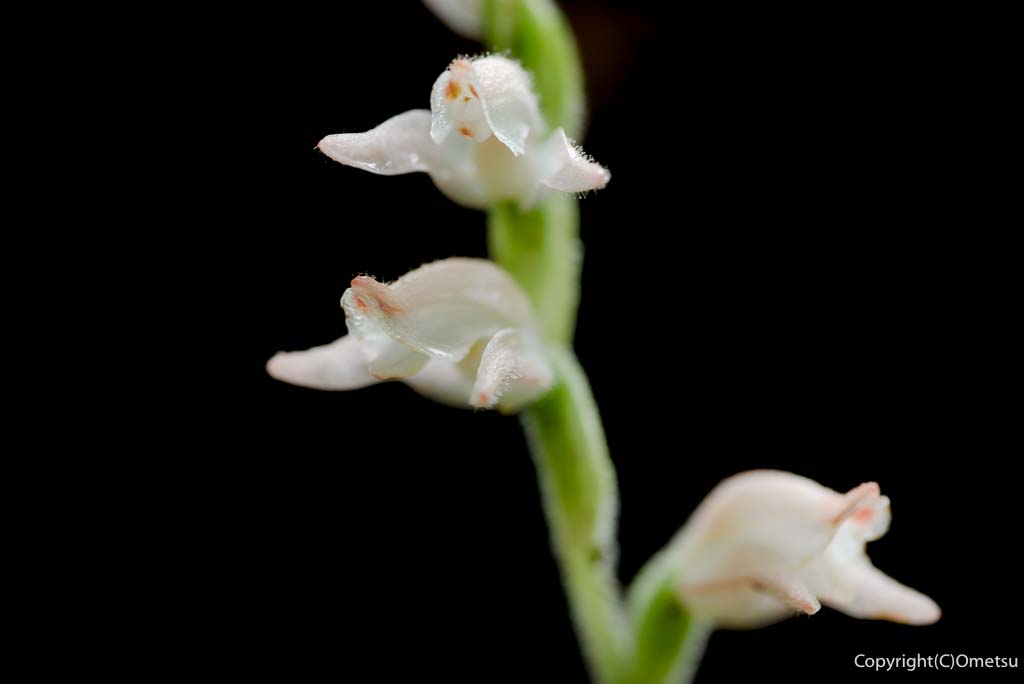 青梅・御岳山の、ミヤマウズラ