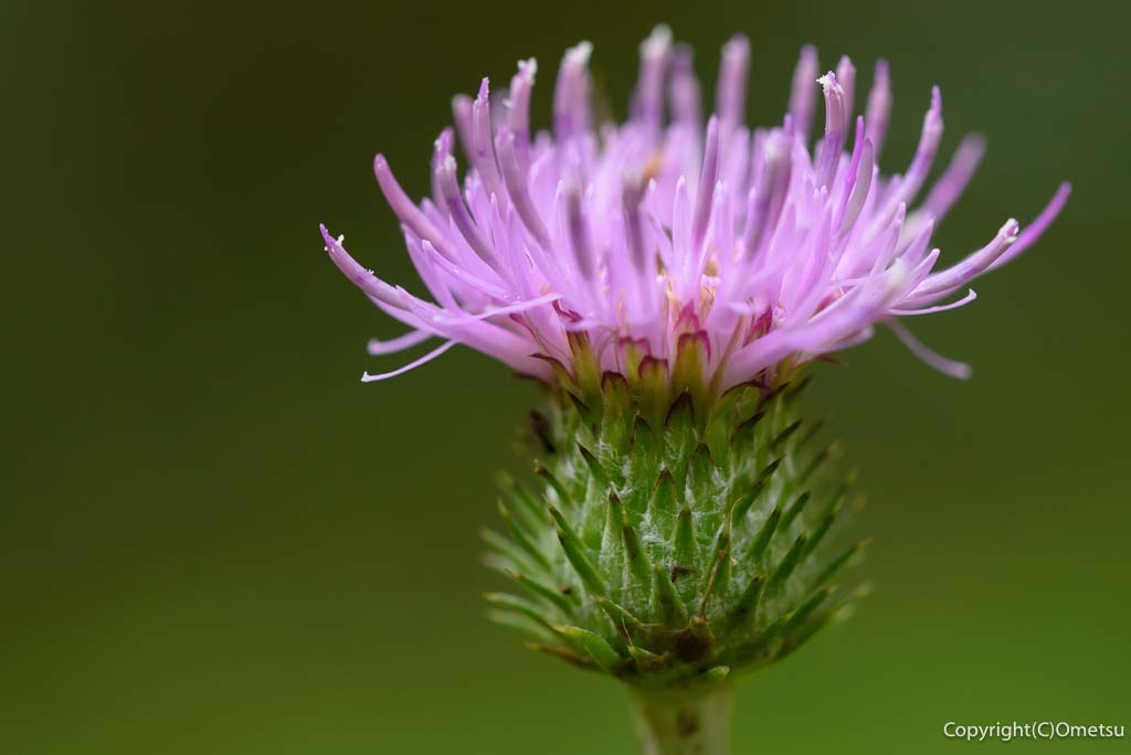 青梅・御岳山の、アザミ