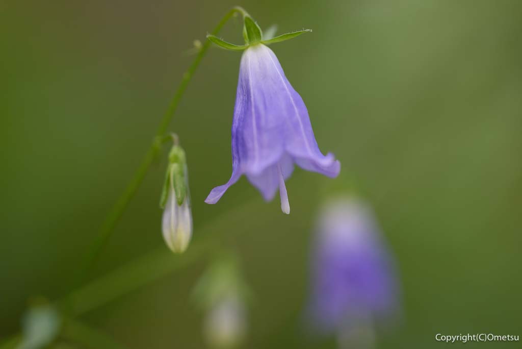 青梅・御岳山の、ソバナ