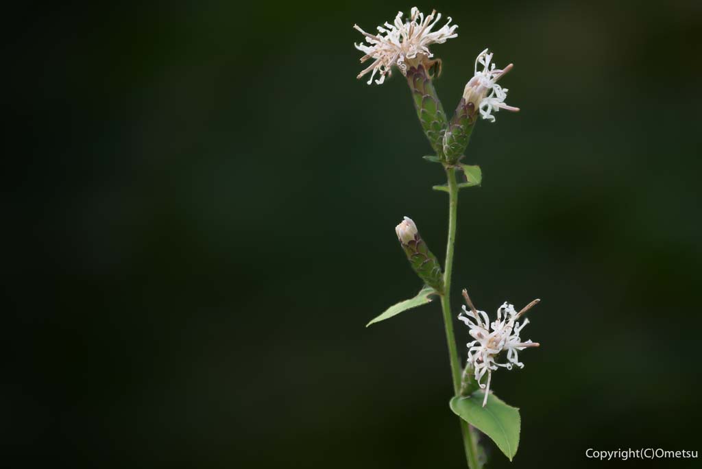 青梅・御岳山の、カシワバハグマ