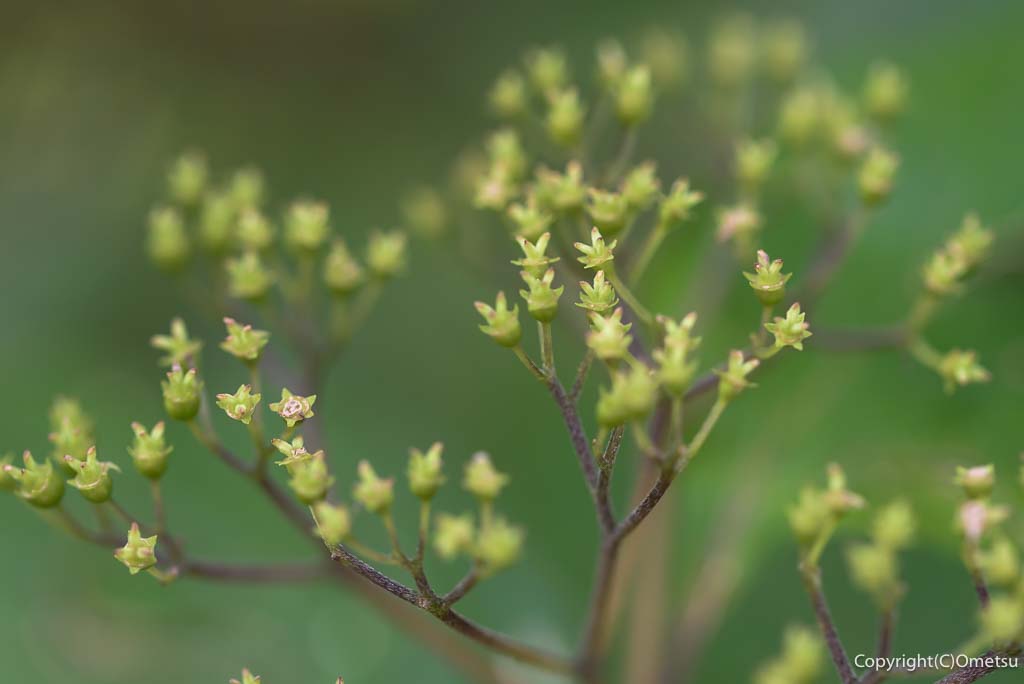 青梅・御岳山の、散ったガクアジサイ