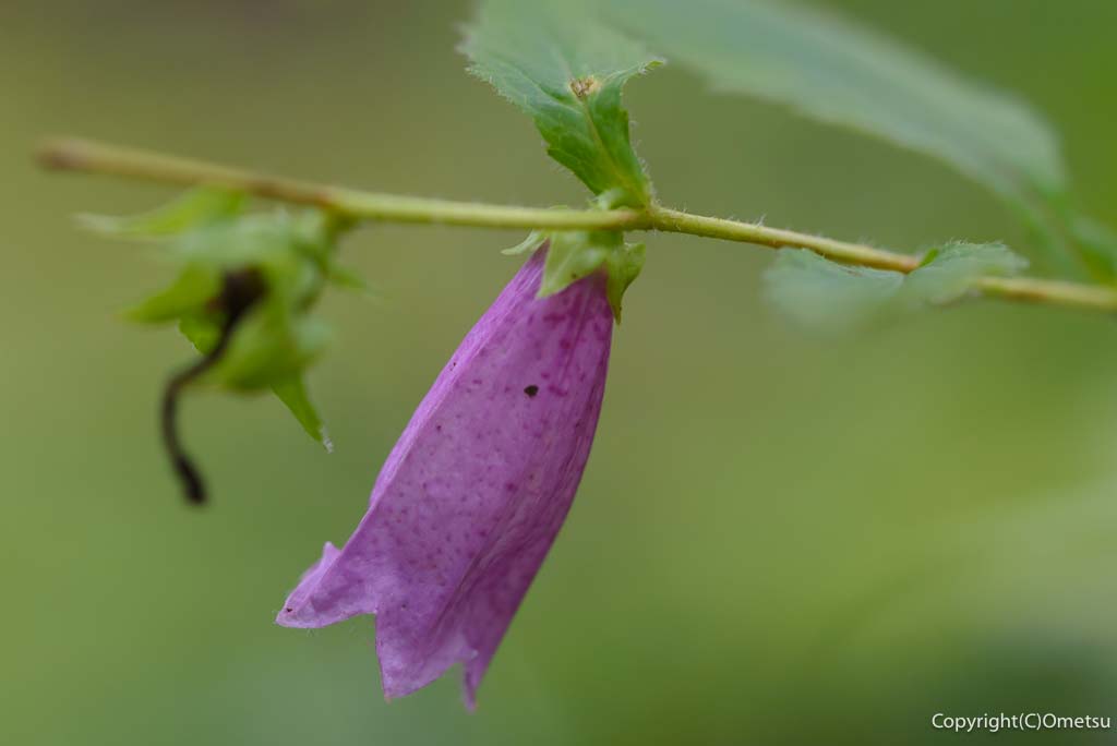 青梅・御岳山の、ホタルブクロ