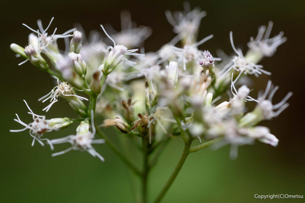 青梅・御岳山の、ヒヨドリバナ