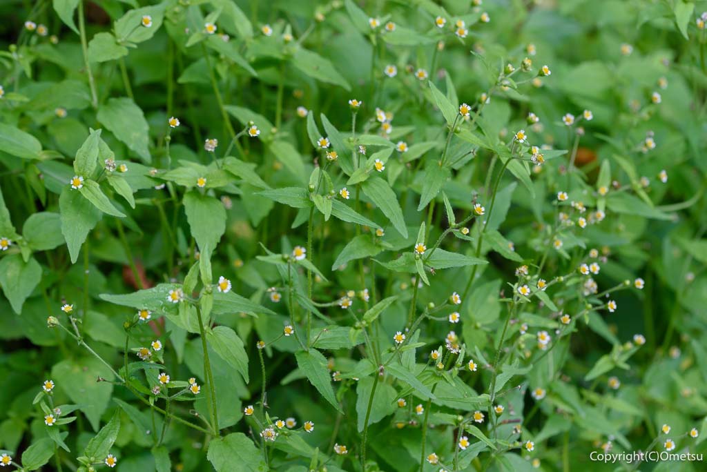 青梅・御岳山の、ハキダメギク