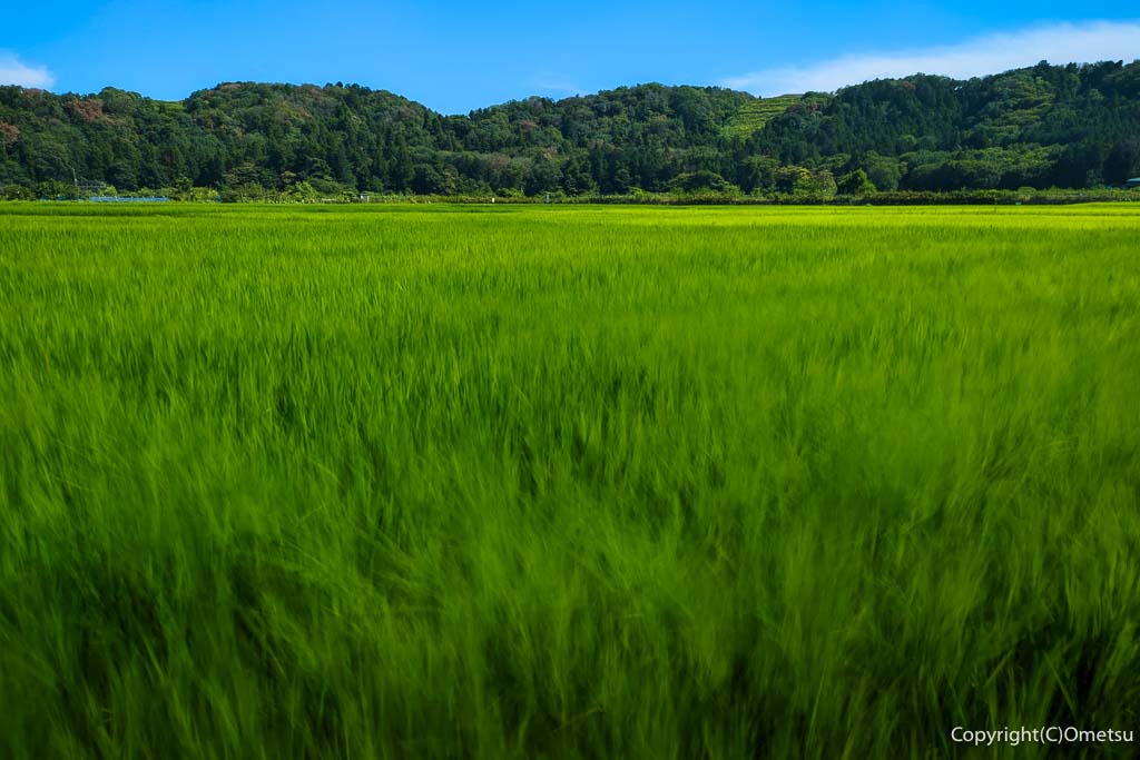 あきる野市のイタリアン「マエストロ ペスカ フィオーレ」近くの田園