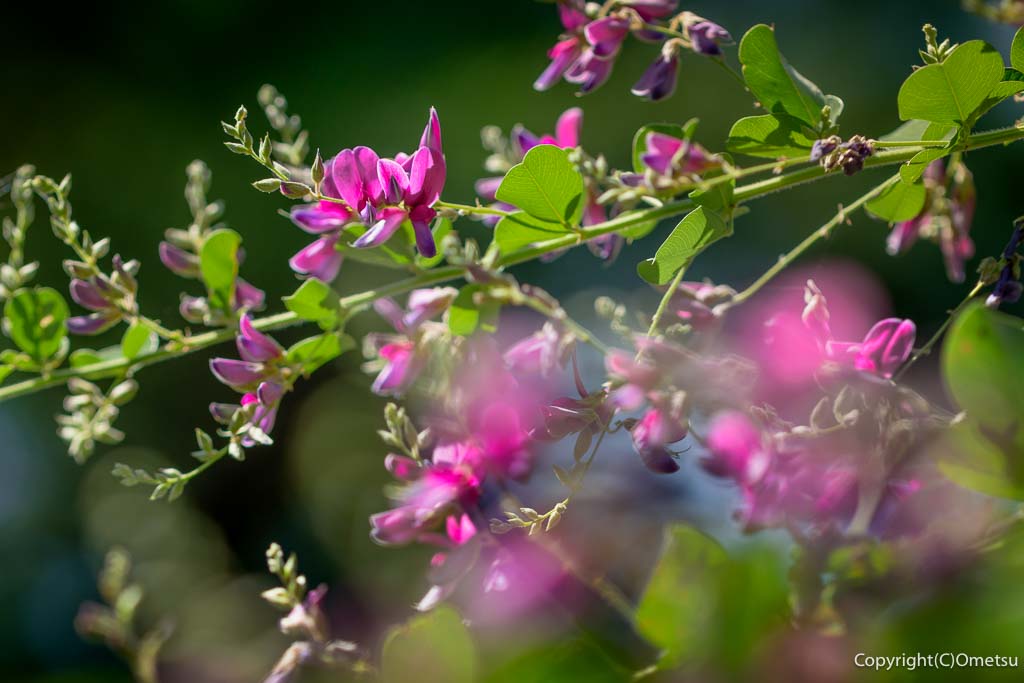 羽村市・一峰院の、萩の花