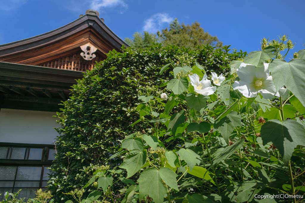 羽村市・一峰院の、芙蓉の花