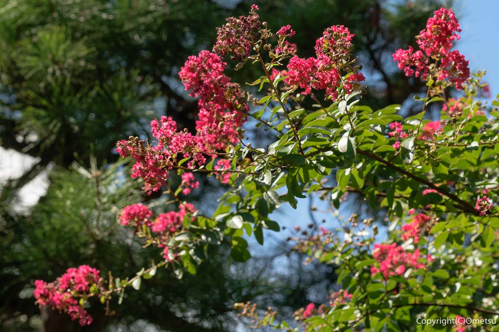 羽村市・一峰院の、サルスベリの花