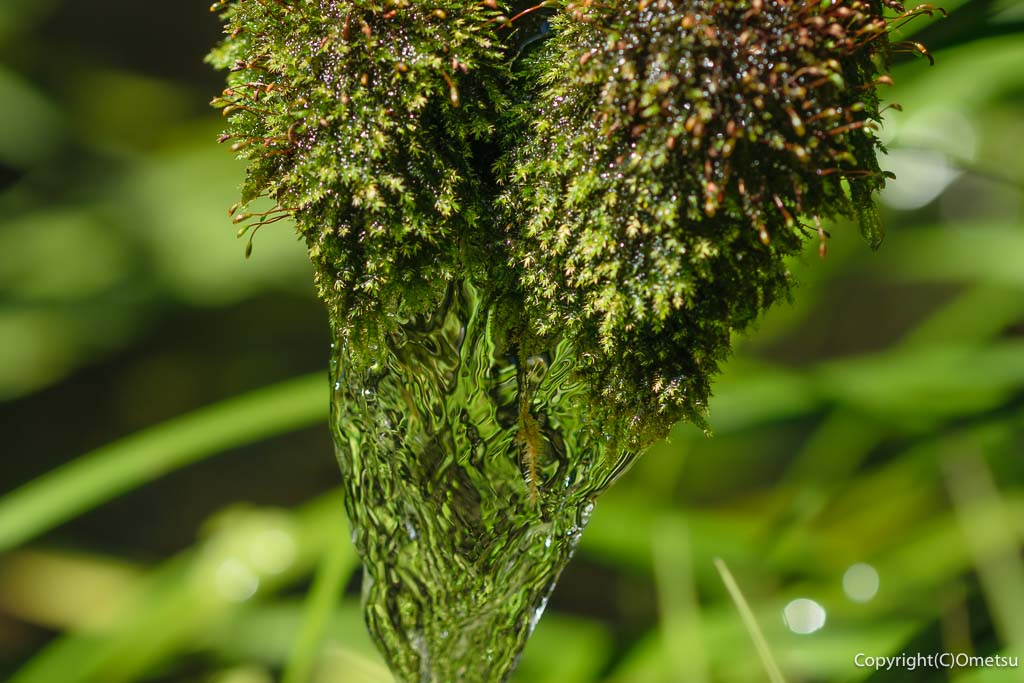 羽村市・一峰院の、ハケの湧き水