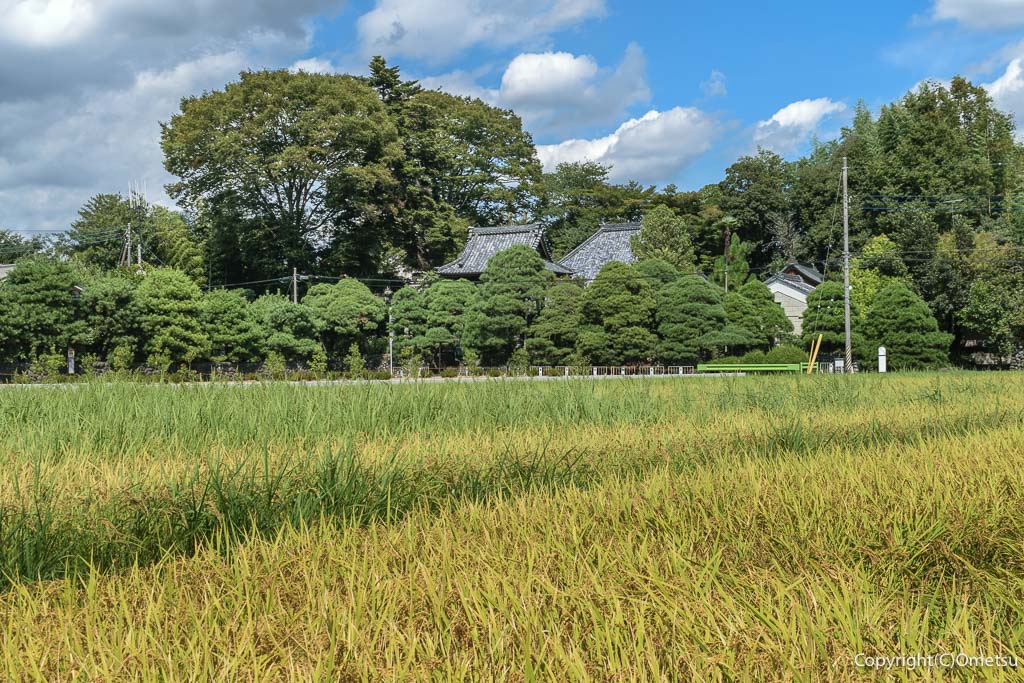 羽村市・根がらみ前水田からの、一峰院