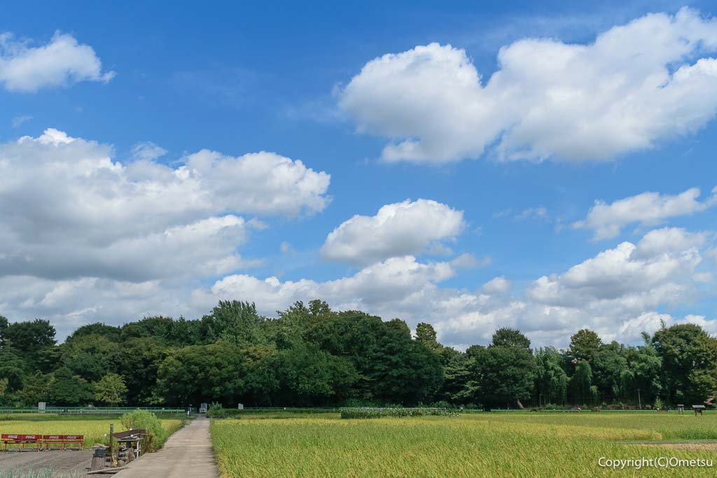 羽村市・根がらみ前水田