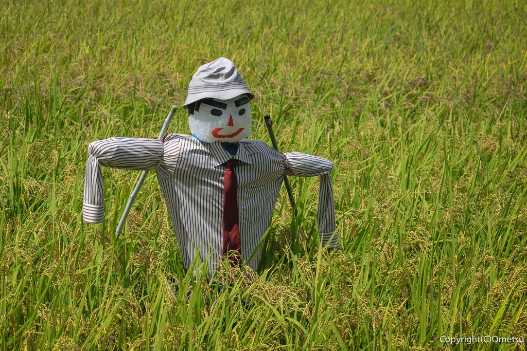 羽村市・根がらみ前水田の、かかし