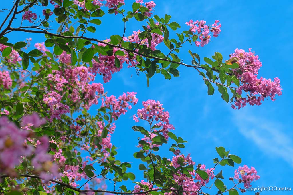 東京都・瑞穂町「みずほエコパーク」の、サルスベリ