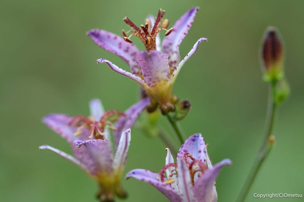 東京都・瑞穂町「みずほエコパーク」の、ホトトギスの花