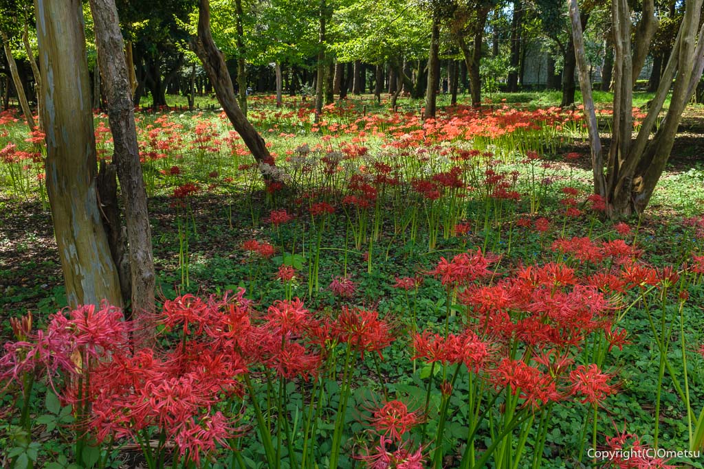 東京都・瑞穂町「みずほエコパーク」の、彼岸花