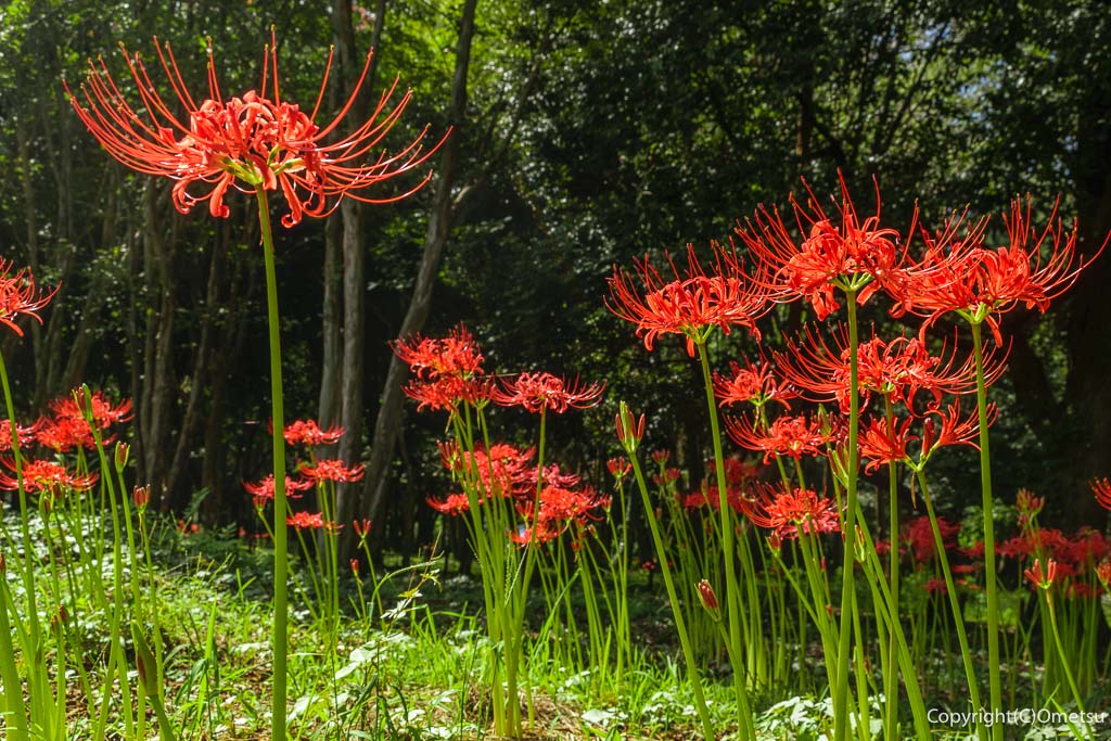 東京都・瑞穂町「みずほエコパーク」の、彼岸花