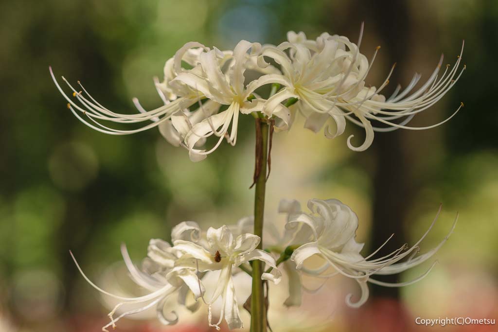 東京都・瑞穂町「みずほエコパーク」の、白い彼岸花