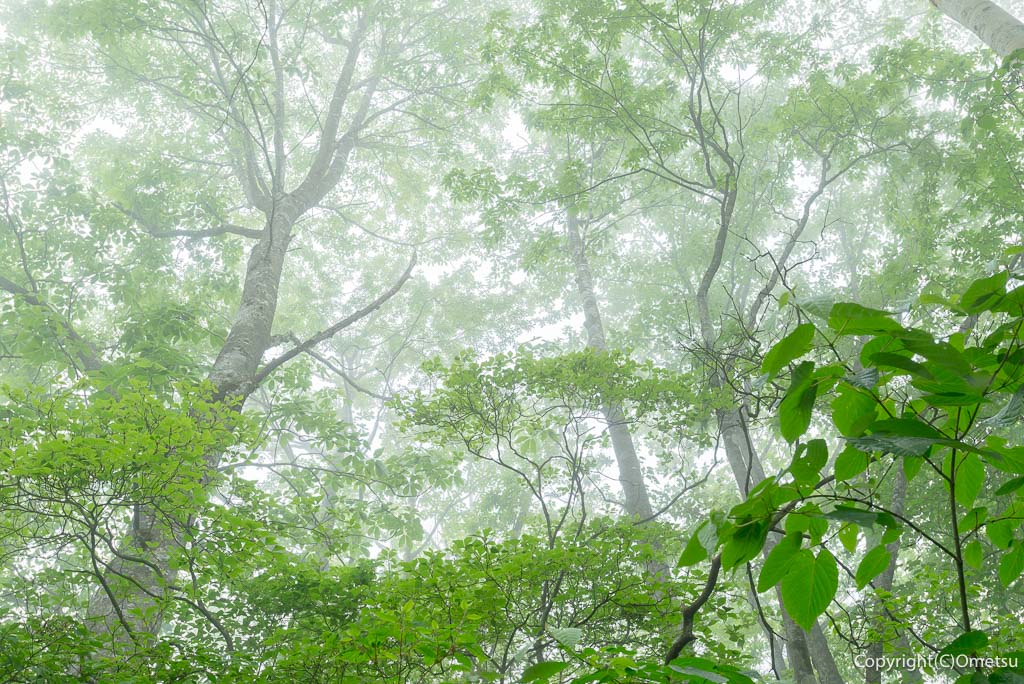 檜原村・三頭山の、ブナ林