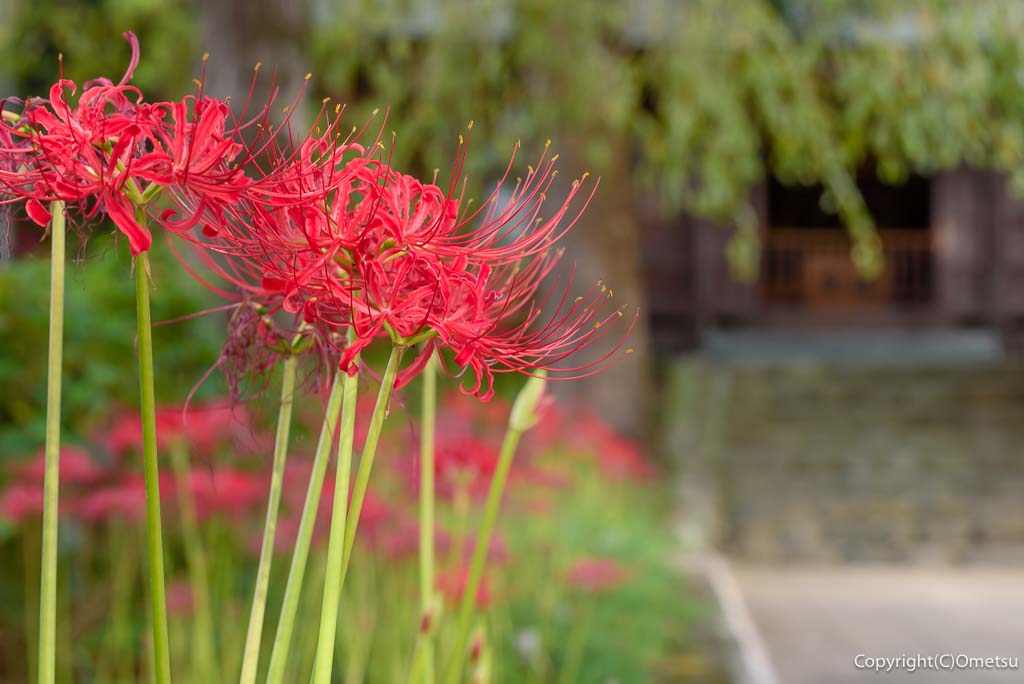 青梅市・塩船観音寺、ヒガンバナの参道
