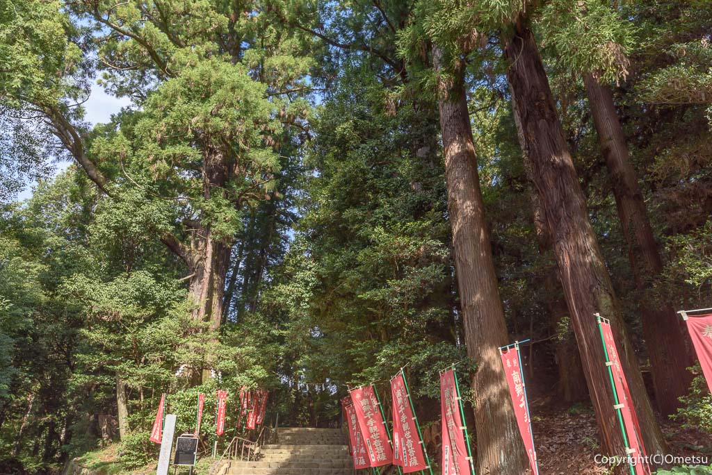 青梅市・塩船観音寺、大杉