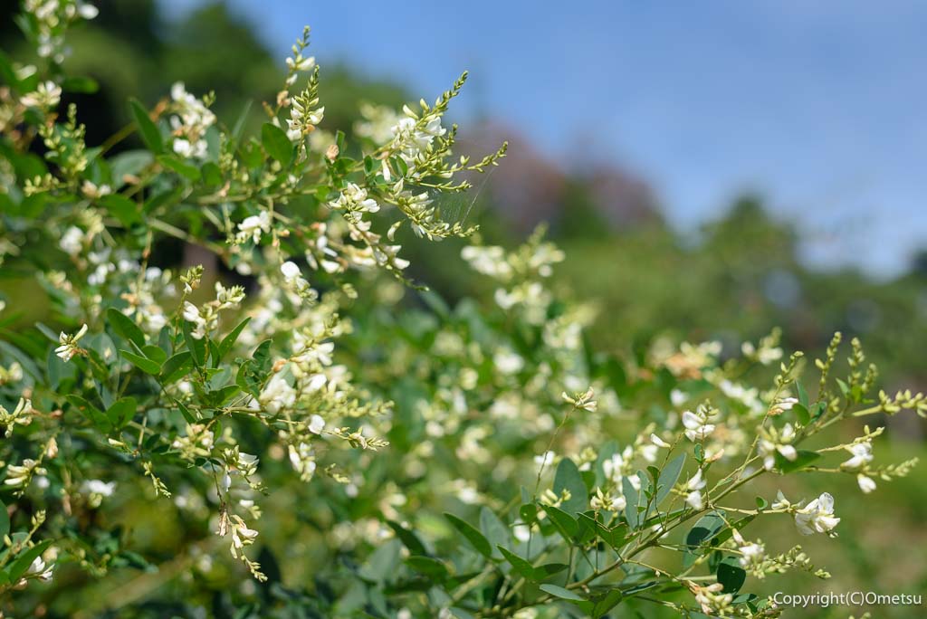 青梅市・塩船観音寺、白萩