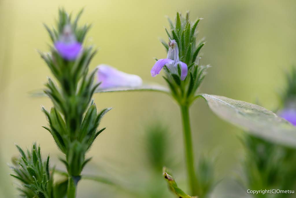 青梅市・塩船観音寺、キツネノマゴ