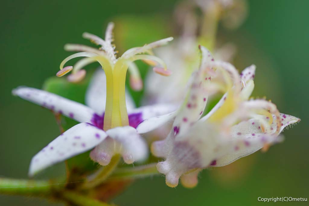 青梅市・霞丘陵自然公園の、ホトトギス