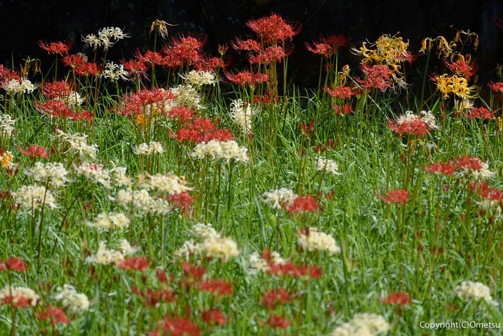 青梅市・霞丘陵自然公園の、ヒガンバナとリコリス