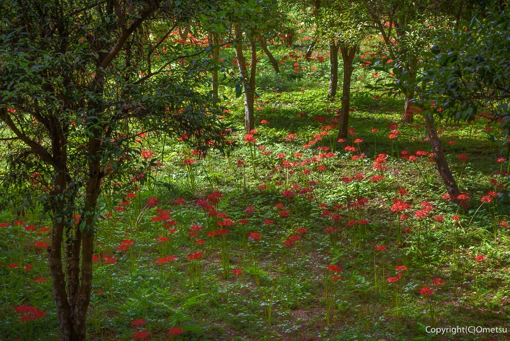 青梅市・霞丘陵自然公園の、林とヒガンバナ