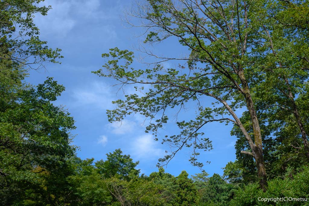 青梅市・霞丘陵自然公園の、森と空