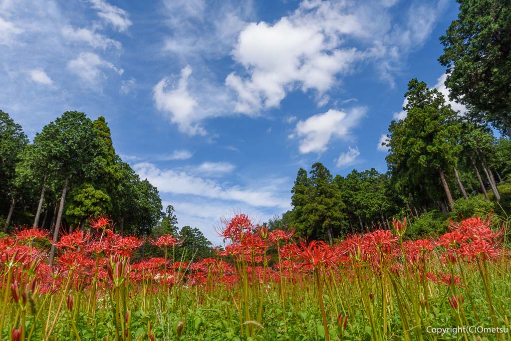 青梅市・霞丘陵自然公園の、彼岸花