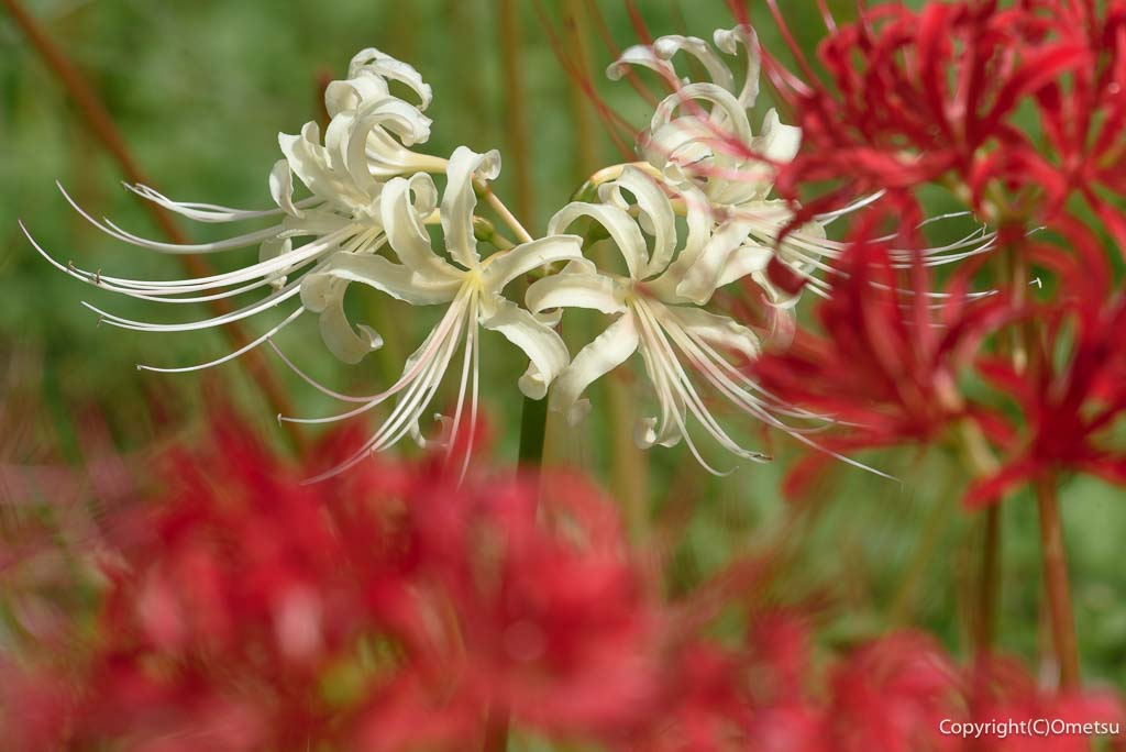 青梅市・霞丘陵自然公園の、白いヒガンバナ