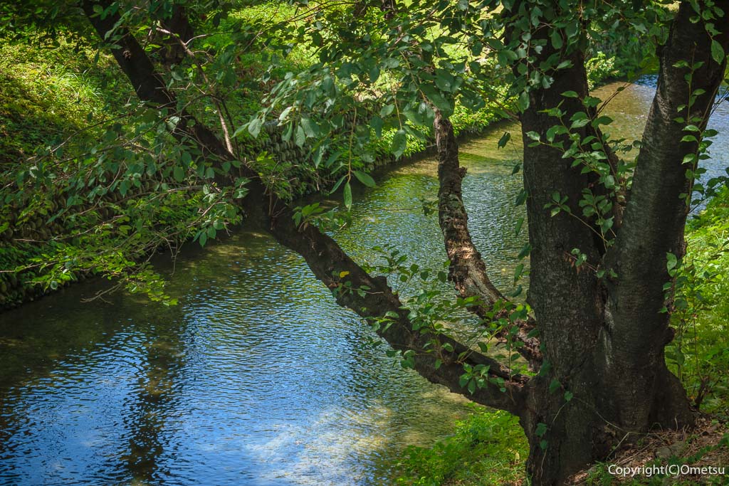 「ゆいま～る拝島」近くの、玉川上水