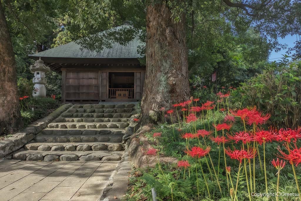 青梅市・塩船観音寺、阿弥陀堂とヒガンバナ