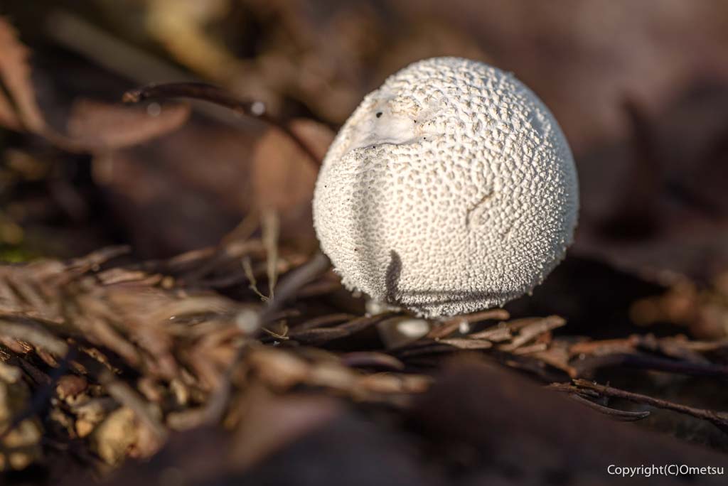 日の出山の、ホコリタケ