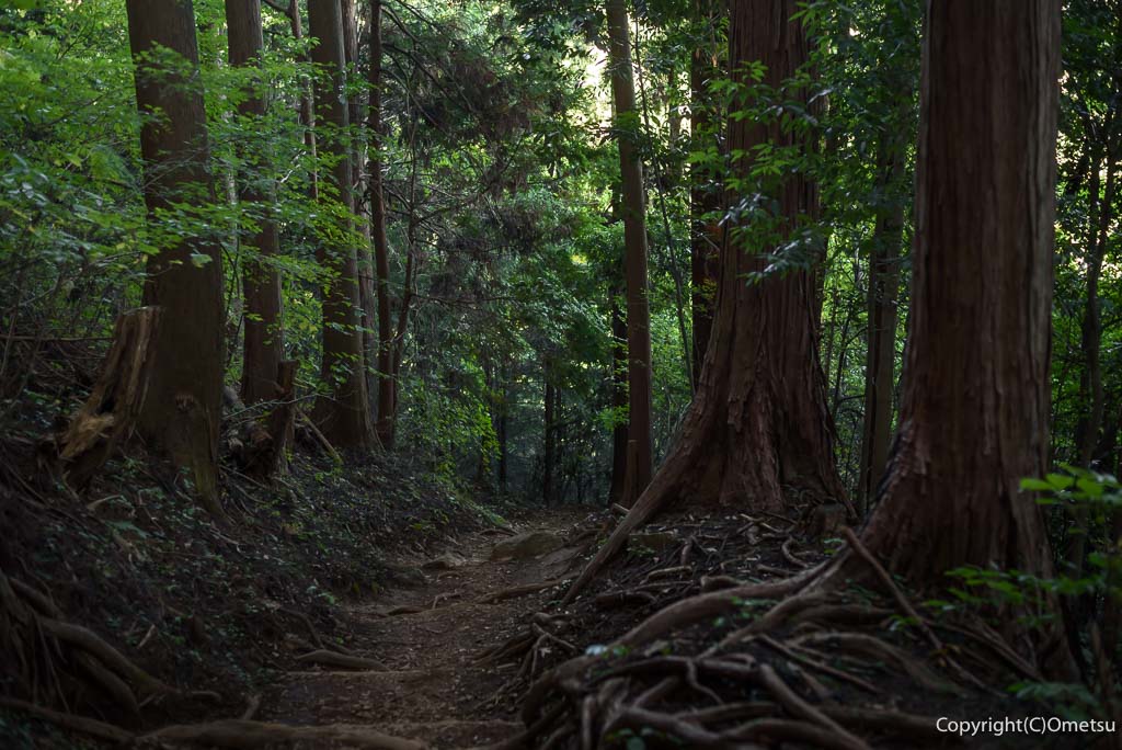 日の出山・つるつる温泉方面の登山道の森
